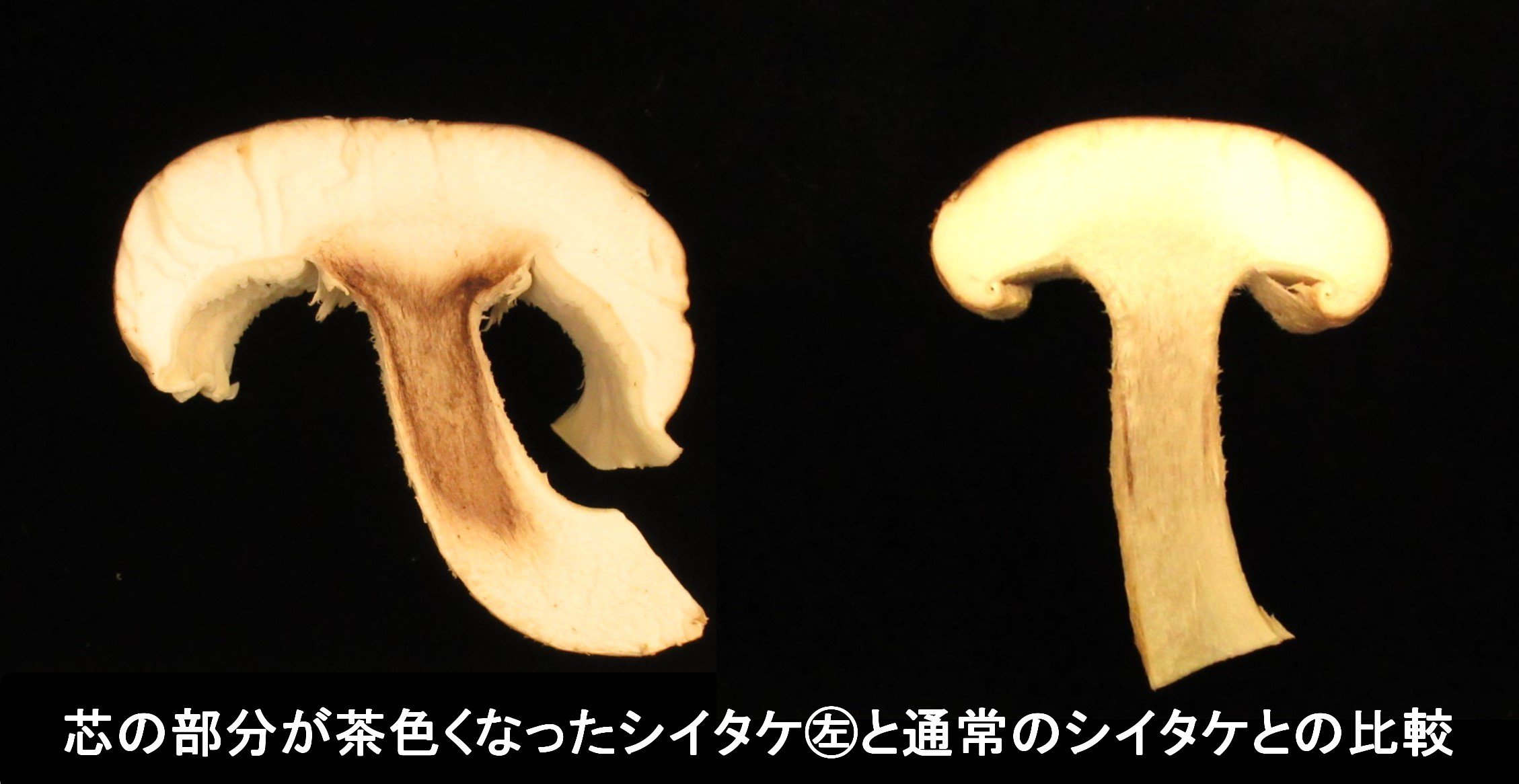 芯黒シイタケ比較画像2.jpg